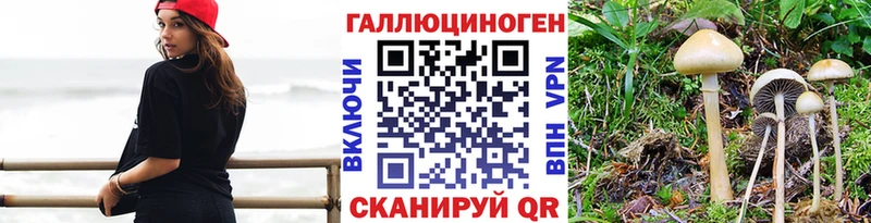 Галлюциногенные грибы Psilocybine cubensis  Новоржев 